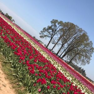 Meet your Posher, Odaisa